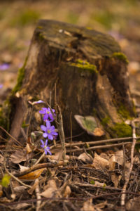 Anemone hepatica (common hepatica, liverwort, kidneywort, pennywort) Flowers, Spring, Forest, Finland Anemone hepatica (common hepatica, liverwort, kidneywort, pennywort) Flowers, Spring, Forest, Finland